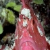 scorpionfish_leaf_ni_v_0015_pal0131.jpg